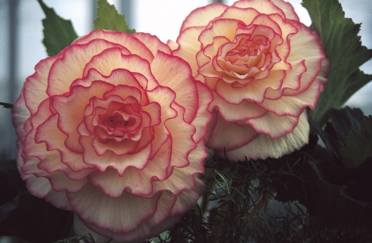 B. ‘Coppelia’